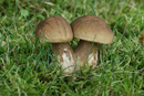naturathub